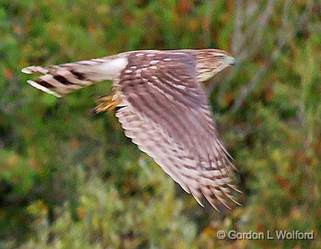Hawk In Flight_29713.jpg - Juvenile Cooper's Hawk (Accipiter cooperii) photographed along the Rideau Canal Waterway at Kilmarnock, Ontario, Canada.